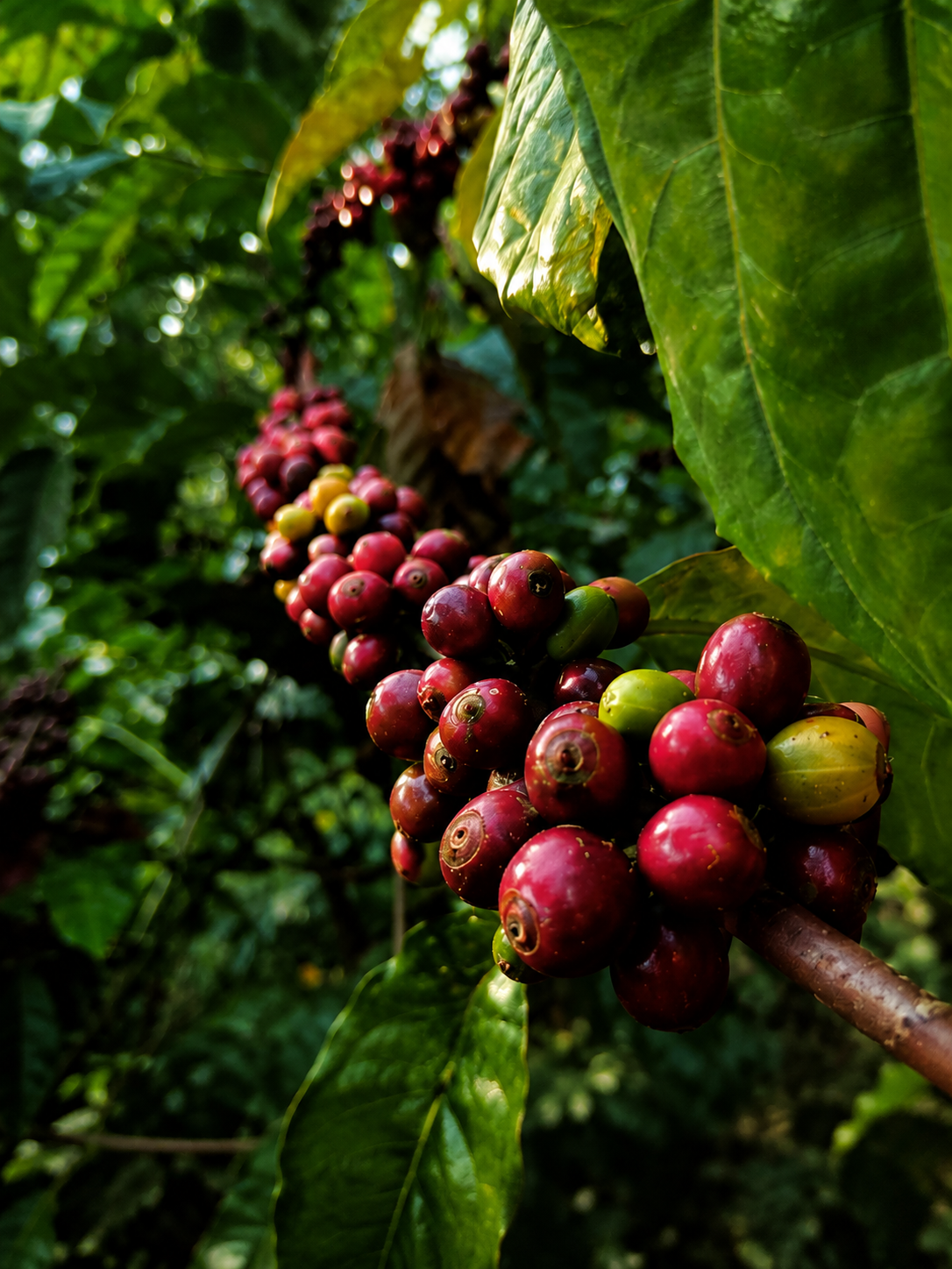 Coffee Cherries Closeup