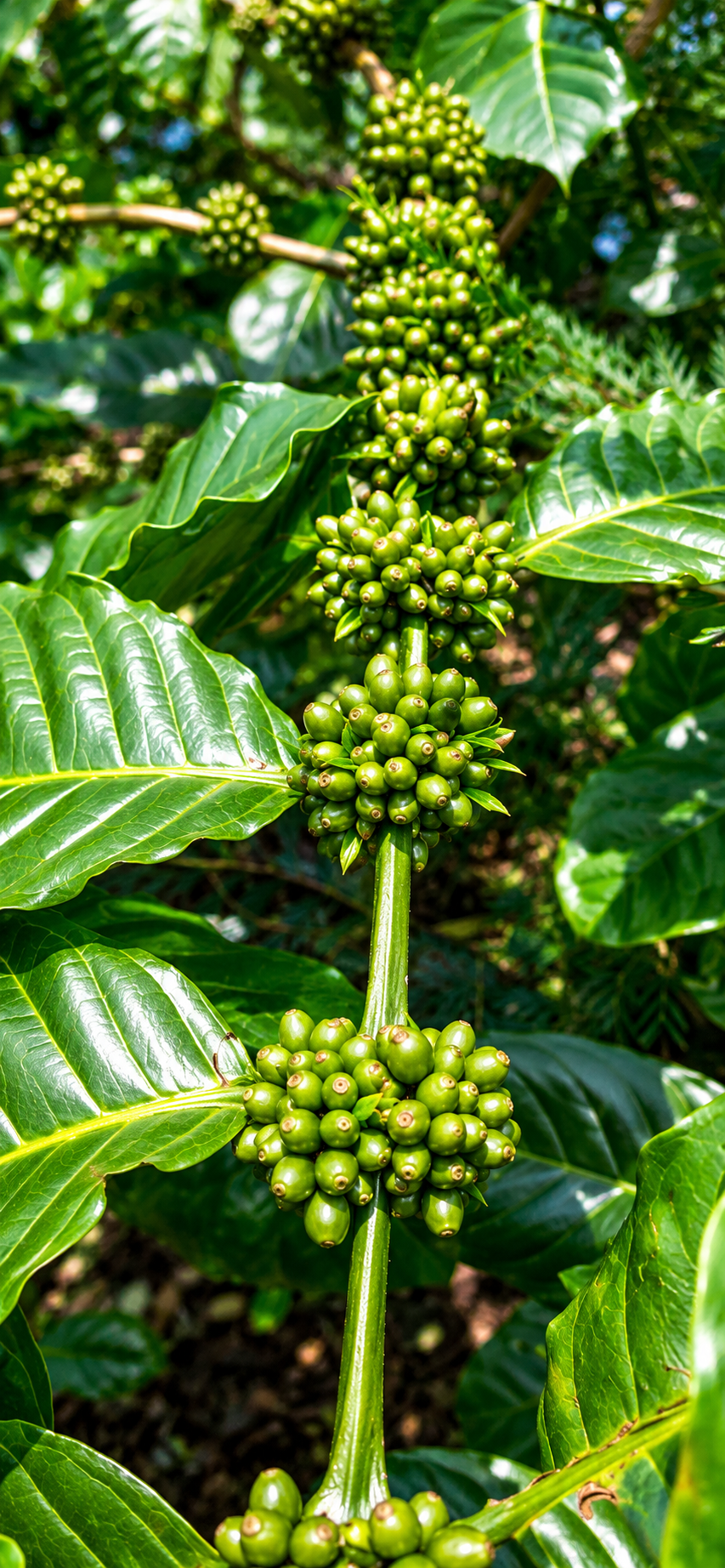 Vertical Coffee Cluster