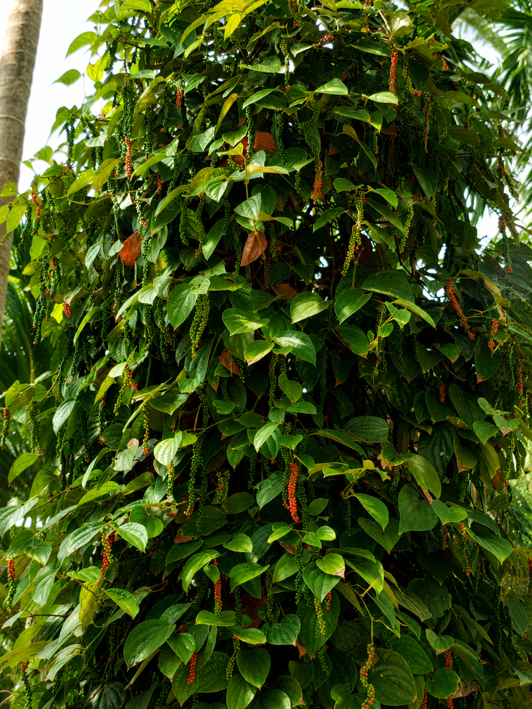 Black Pepper Plantation