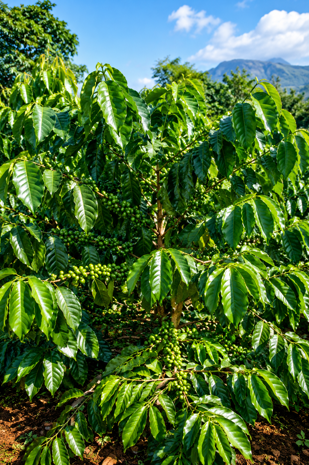 Fresh Red Coffee Beans
